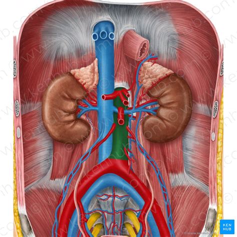 Vasos Sanguíneos Do Abdômen E Da Pelve Anatomia Kenhub