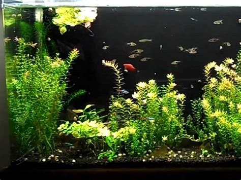 Best 6 Aesthetic Fish Tanks That Will Fit Your Room Decor