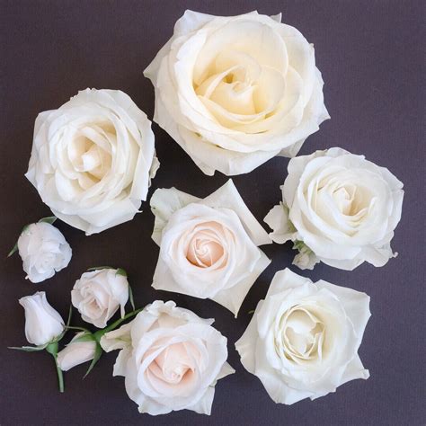 White Rose Varieties Listed Clockwise Starting From The Top Polar Star