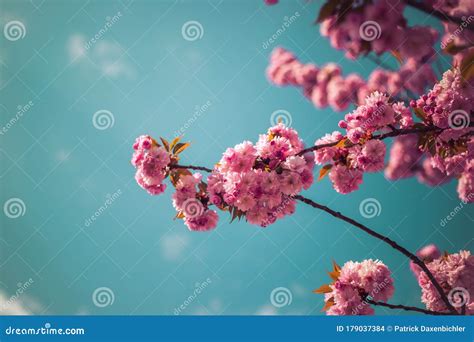 Floral Japanese Spring Flowers Blooming Pink Cherry Blossoms
