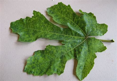 Maybe you have noticed oddly shaped yellow blotches contrasting starkly with the otherwise normal green foliage. Fig-mosaic virus | kmousky | Flickr