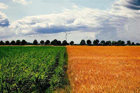 Mais Trifft Getreide Foto And Bild Landschaft Äcker Felder And Wiesen