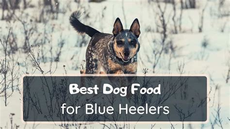 10 Best Dog Food For Blue Heelers 2021 Adult Puppy Senior