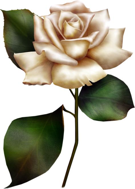 Download White Rose Clipart For Free Designlooter 2020 👨‍🎨