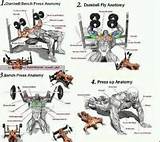 Photos of Muscle Wings Exercises