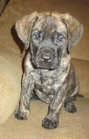 Neapolitan mastiff pictures, information, training, grooming and puppies. 50+ Very Cute English Mastiff Puppy Pictures And Images