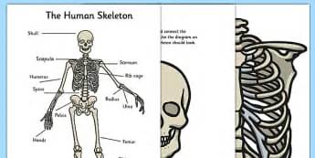 Grouped or described) as the axial skeleton and the appendicular skeleton. The Human Body - KS2 Science Resources