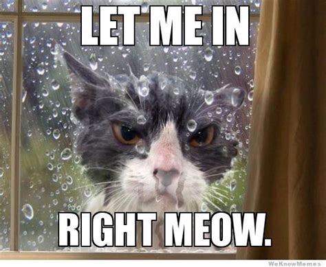Watch The Elegant Funny Memes Cat Let Me Out Meow Hilarious Pets Pictures