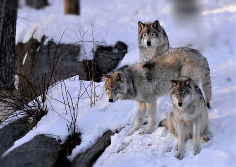 Lonestray Timber Wolf Wolf K9 Dogs