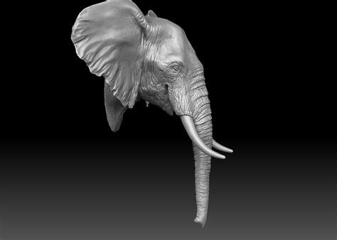 3d Model Elephant Head Turbosquid 1285471