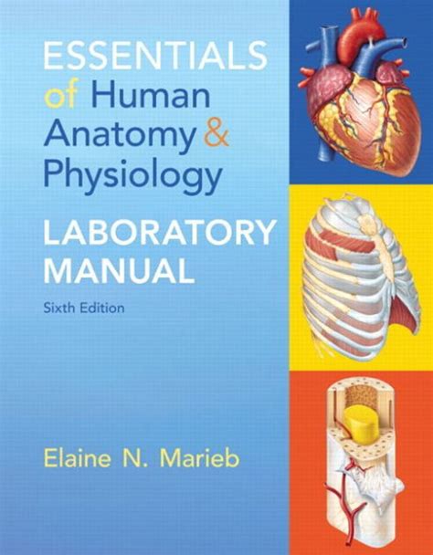 Essentials Of Human Anatomy And Physiology Laboratory Manual Edition 6
