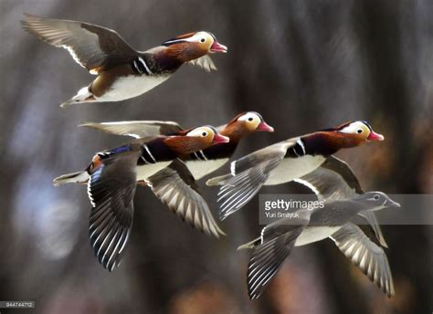 Stunning Mandarin Ducks In Flight