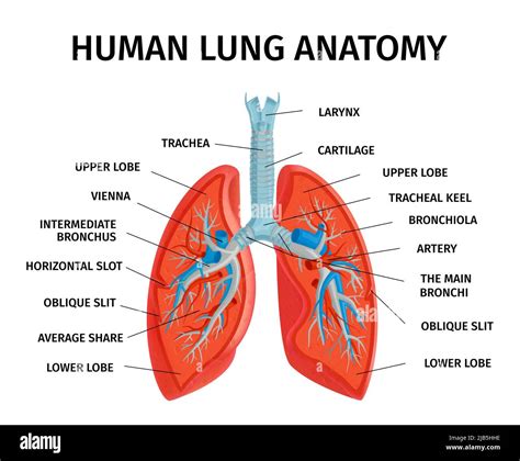 Schéma De Lanatomie Du Système Respiratoire Pulmonaire Humain