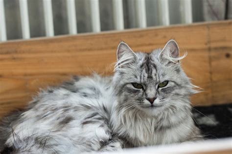 How Much Does A Norwegian Forest Cat Cost 2023 Price Guide Hepper