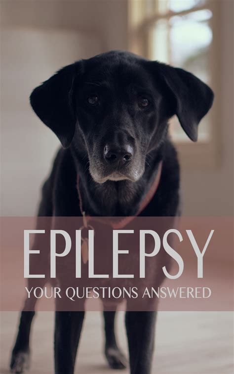 A seizure usually affects how a person appears or acts for a short time. Epilepsy in Labradors FAQ