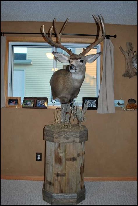 Pin On Taxidermy