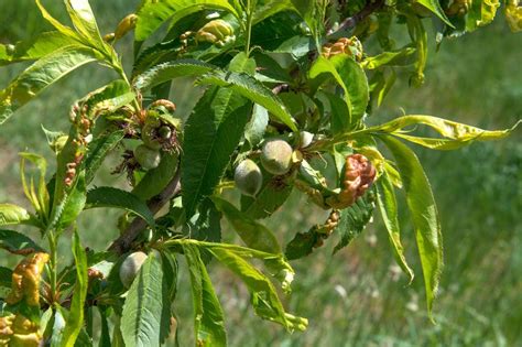How And When To Prune A Nectarine Tree In Australia Ultimate Backyard