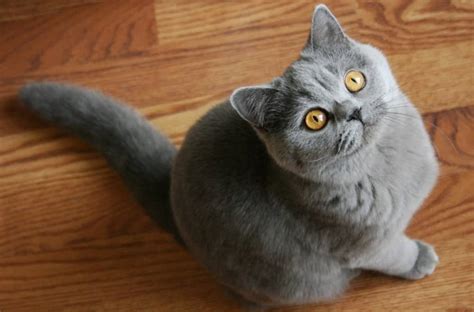 18 Exotic Breeds Of House Cat