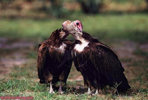 Same Sex Vulture Couple To Be Split Up By German Zoo Wwf