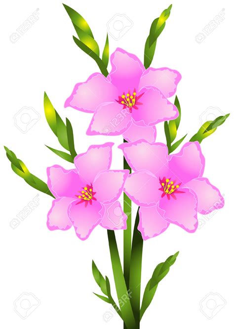 Gladiolus flower outline vectors (40). Gladiolus Flower Drawing | Free download on ClipArtMag