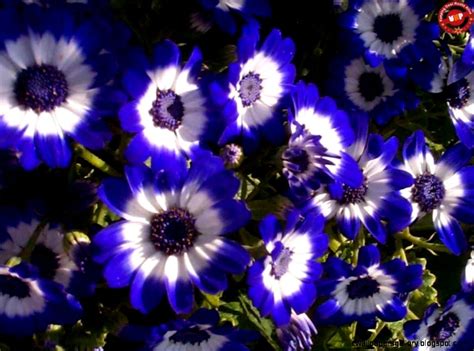 Looking for the best wallpapers? Names And Images Of Blue Flowers | Wallpapers Gallery