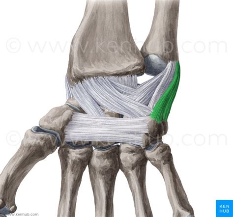 Medial Collateral Ligament Of Wrist Ulnar Collateral Ligament Of Wrist