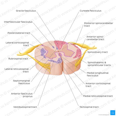 Ascending Tracts Of The Spinal Cord Anatomy Kenhub