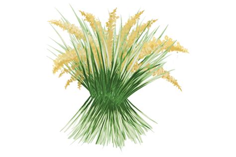 Rice Plant Png File Cute Clip Art Illustration Par Wangtemplates