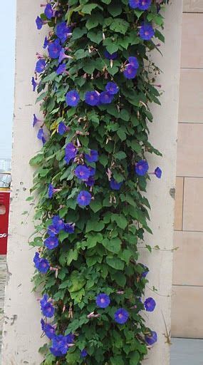 A Pairing Of Morning Glories And Moonflower Would Be Nice And Shower