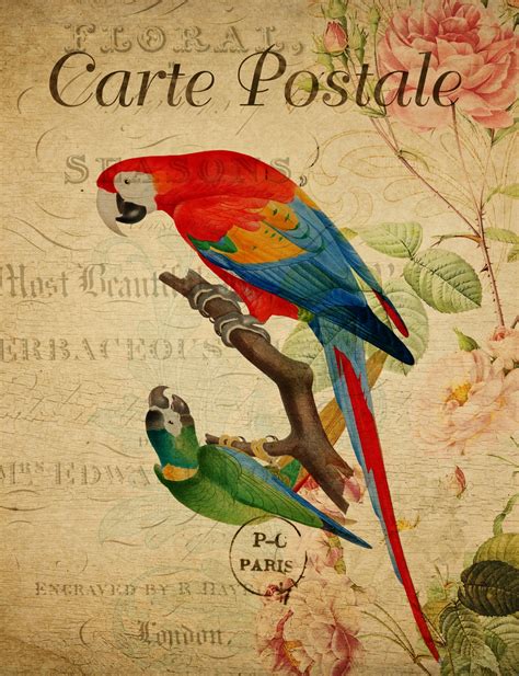 Bird Vintage Macaw Postcard Free Stock Photo Public Domain Pictures