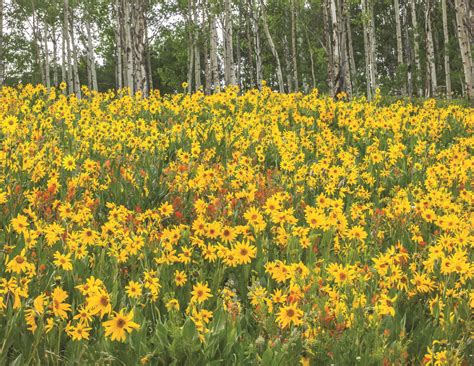 Finding Colorados Bounty Of Wildflowers Colorado Traveler Magazine