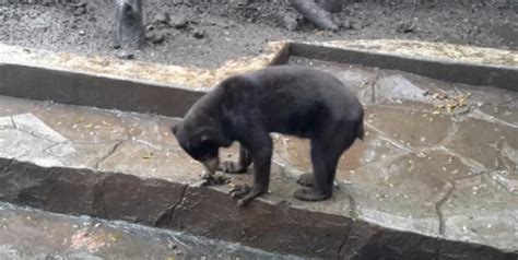 Starving Sun Bears In Indonesia Zoo Beg For Food Eat Their Own Faeces