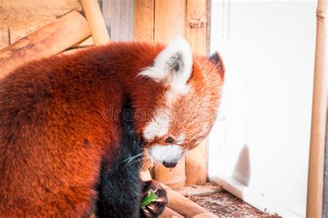 Red Panda Eating On A Sunny Day At The John Ball Zoo Stock Photo