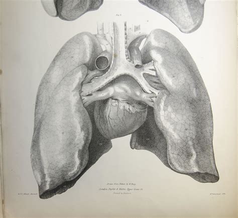Anatomy Of The Lungs And Heart Plate 15 From Jones Quains Flickr