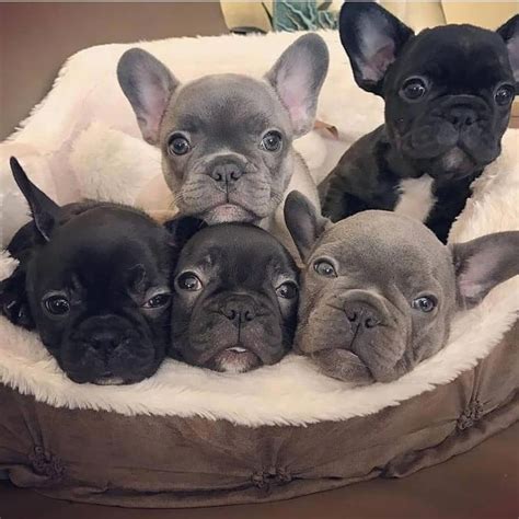 If the puppies have the longer muzzle of the miniature or toy poodle , it reduces the chances of the puppies inheriting the problems associated with being brachycephalic. Such Adorable French Bulldog Puppies. I would love to take ...