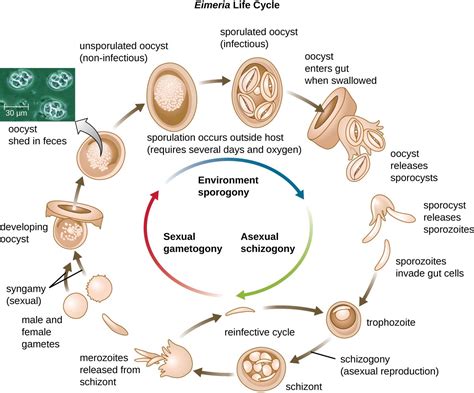 Unicellular Eukaryotic Parasites Microbiology