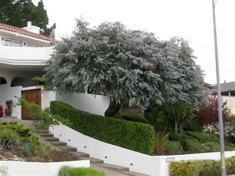 Check out our hoya silver selection for the very best in unique or custom, handmade pieces from our craft supplies & tools shops. Silver Dollar Eucalyptus | Fast growing trees, Silver ...