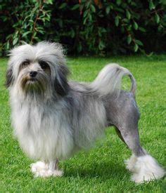 Diese dinge sollten sie beachten! 1000+ images about Small Dog Breeds on Pinterest | Small ...