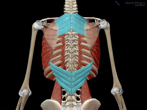 Learn Muscle Anatomy Serratus Posterior Superior And Inferior