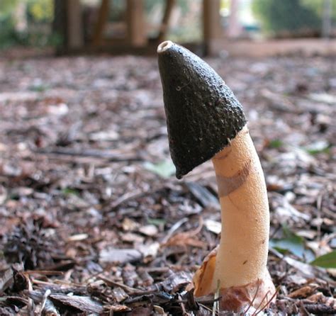 Recent Rains Have Mushrooms Popping Up In Georgia Lawns