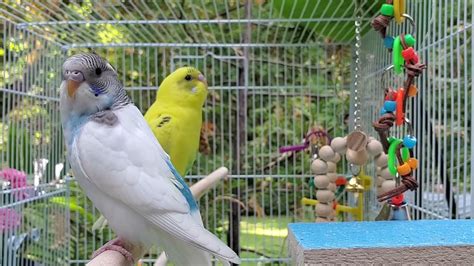 Newthe Best Parakeets Sounds 3 12 Hours For Your Birds To Listen To