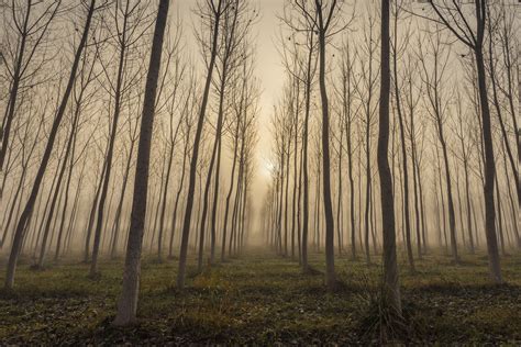 Fotos Gratis Paisaje árbol Naturaleza Bosque Rama Frío Niebla