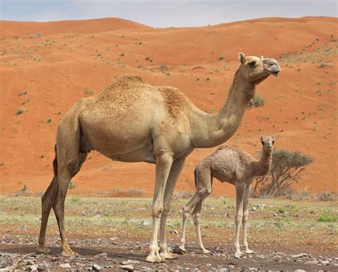 > camels can be trained to bear loads from five years of age, but must not be given a large load until six years old. Camel Facts - Animal Facts Encyclopedia