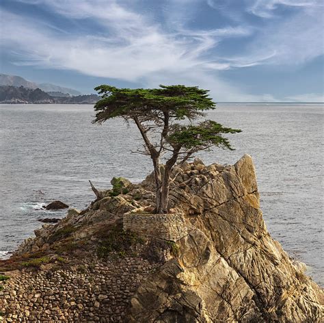 The Lone Cypress Photograph By Jon Jones Fine Art America