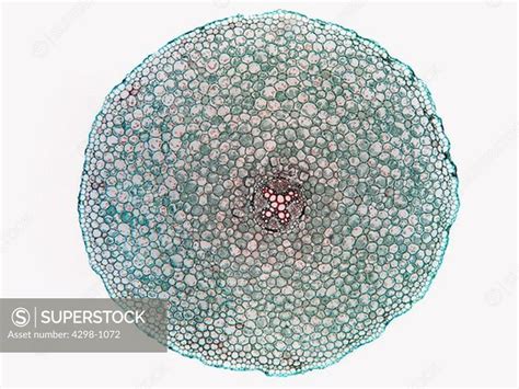 A Cross Section Of A Mature Nununculus Buttercup Root Showing Typical