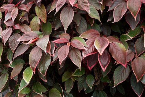Acalypha Copper Plant Info Tips On Growing Copper Leaf Plants