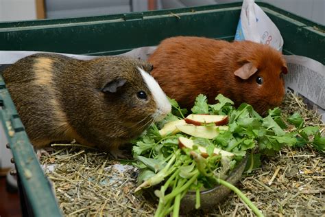 And guinea pigs can eat lots of other green foods (broccoli is a good snack for guinea pigs). რა ვაჭამოთ ზღვის გოჭს | Petario