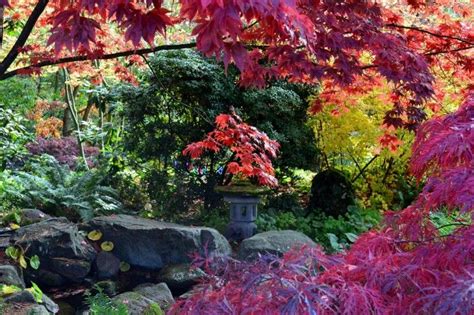 The bellevue botanical garden is an urban refuge, encompassing 53 acres of cultivated gardens, restored woodlands, and natural wetlands. Fall colors in Bellevue Botanical Garden | Botanical ...