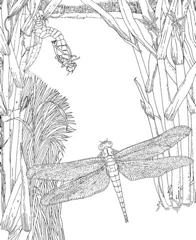 On july 10, 2019september 12, 2019 by coloring.rocks! Dragonfly Insect Coloring page | Free Printable Coloring Pages