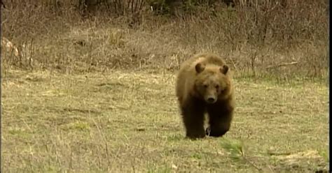 Montana Readies Grizzly Management Plan In Hopes Of Delisting Bear